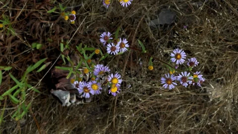 Purple Aster with Bee Pollinating It. Save the Bees Climate Change Stock Footage 249274096