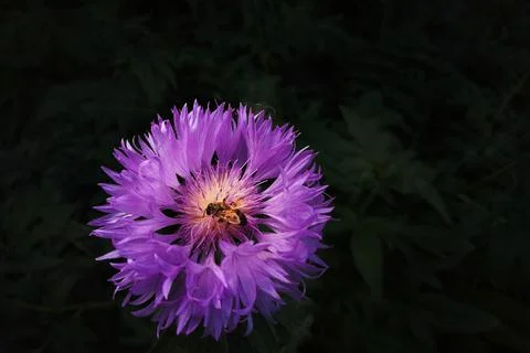 Purple Aster on a black background with a bee Stock Photos
