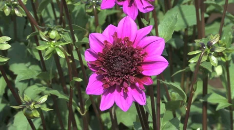 Purple aster with a brown center Stock Footage