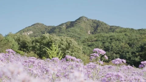 Purple Aster Field with Mountain Background 動画素材 347142077