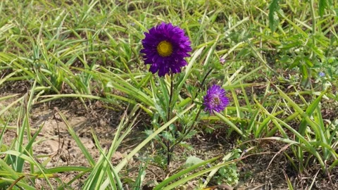 Purple aster flower Vídeos de archivo 333897186