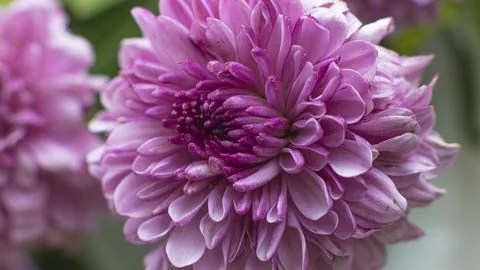 Purple Aster Flower Stock Photos