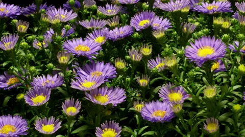 Purple Aster Flower Time-lapse Video stock 54646444