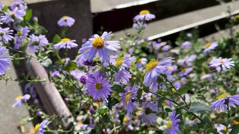 Purple Aster Flowers with a Bee 動画素材 318849582