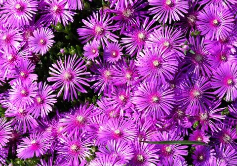 Purple aster flowers Stock Photos