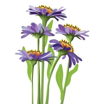 Purple aster Stock Illustration