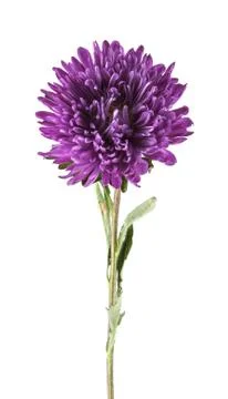 Purple aster isolated on white background Stock Photos