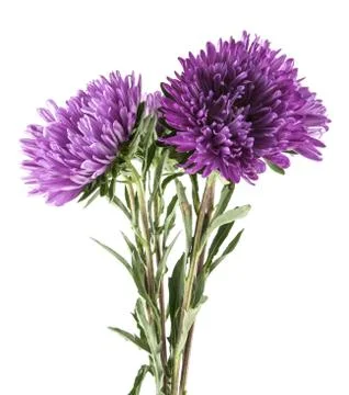 Purple aster isolated on white background Stock Photos
