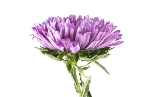 Purple aster isolated on white background Stock Photos