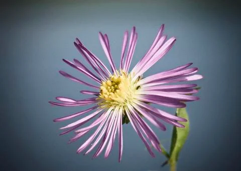 Purple aster Stock Photos