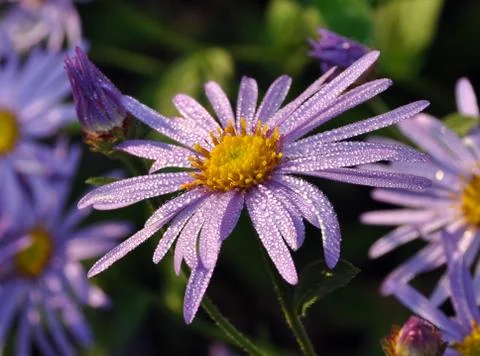 Purple aster Stock Photos
