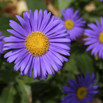 Purple Aster Stock Photos