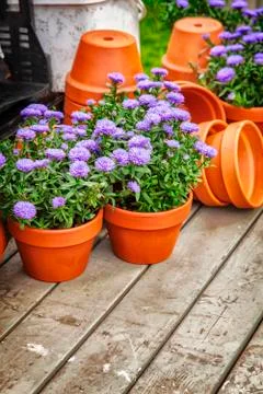 Purple aster 写真素材