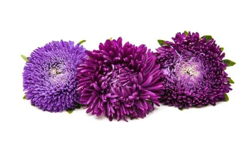 Purple aster Stock Photos