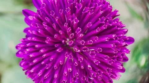 Purple aster. view from above. macro photo Stock Photos