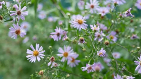 Purple asters on a blurred background. Video stock 240396066
