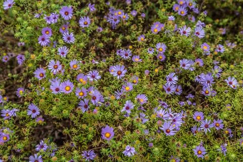 Purple asters closeup Stock Photos
