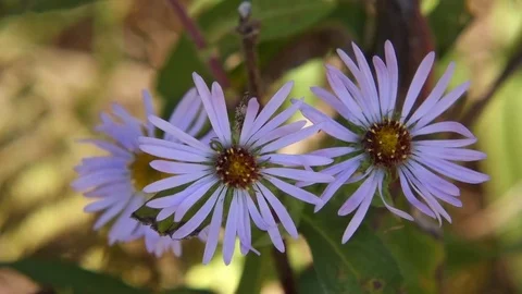Purple asters Stock Footage 72320630