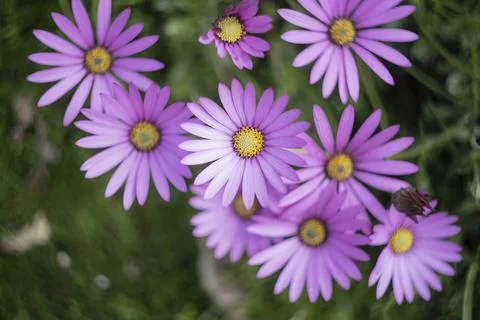 Purple Asters Stock Photos