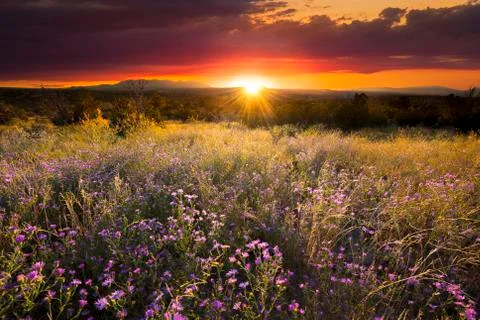 Purple Asters at Sunset Stock Photos
