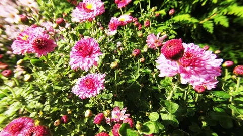 Purple autumn asters in the fall. Video stock 119302756
