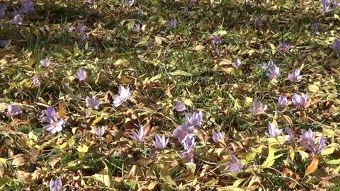 Purple autumn crocuses 스톡 동영상 334858364