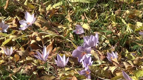 Purple autumn crocuses Vídeo Stock 334858433