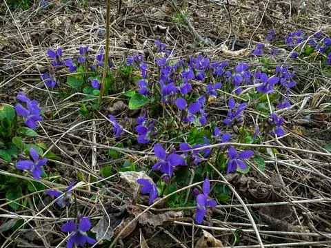 Purple axes in the forest Photos