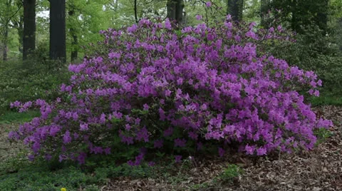 Purple azalea Stock Footage 22772109