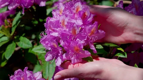 Purple azalea Stock Footage 313621985