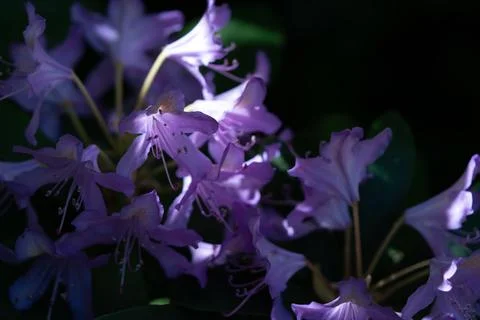 Purple azalea 库存照片