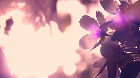 Purple backdrop with blooming pear tree branch and colorful lens flare. Vídeos de archivo 124054926