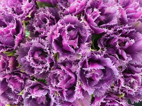 Purple background, pattern of tulips close-up, texture of delicate petals. 库存照片