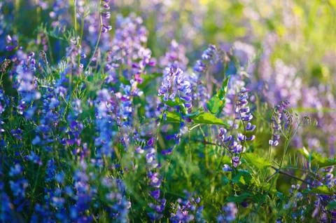 Purple background with small flowers Stock Photos