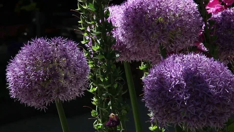 Purple ball flowers Stock Footage 89588461