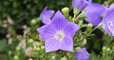 Purple balloon flower Stock Footage 162600007
