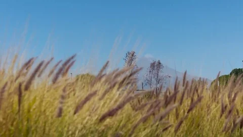 Purple barley in the wind Stock Footage 72719319