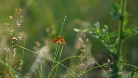 Purple-Barred Yellow Moth perched on green stalk in lush field Stock Footage 340560466