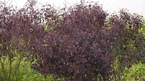Purple Basil Bush Stock Footage 333264540
