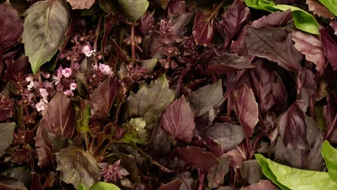 Purple basil. Fragrant basil leaves. Video stock 137980335