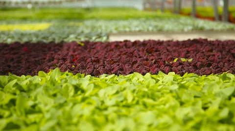 Purple Basil in the garden Vidéo 62656550