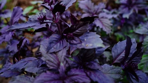 Purple basil growing in six different shots Видео 307116488