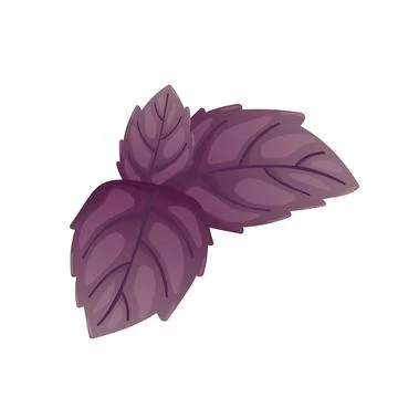 Purple basil leaf in flat design. Culinary herbal spice, scented foliage. V.. Stock Illustration