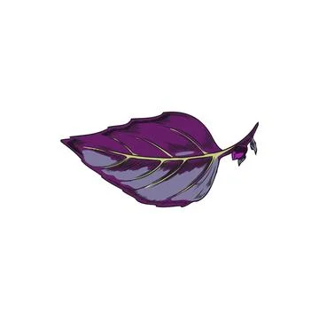 Purple basil leaf vector illustration Stock Illustration