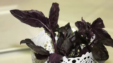 Purple basil leaves (tops). Video stock 97749883