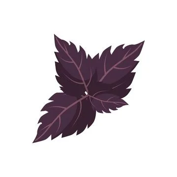 Purple Basil Leaves Vector Illustration Stock Illustration