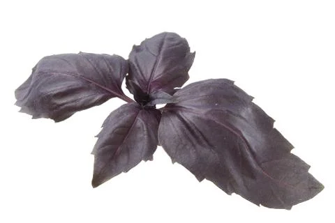 Purple basil Stock Photos