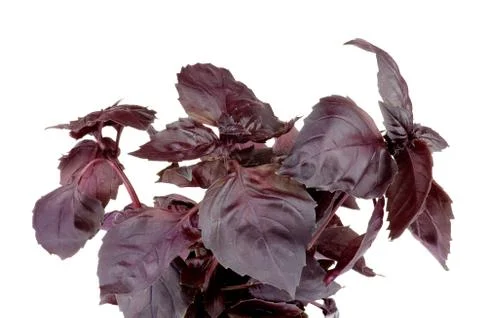 Purple basil Stock Photos