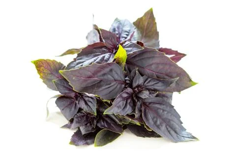 Purple basil. Stock Photos