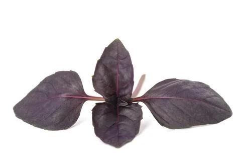 Purple basil Stock Photos